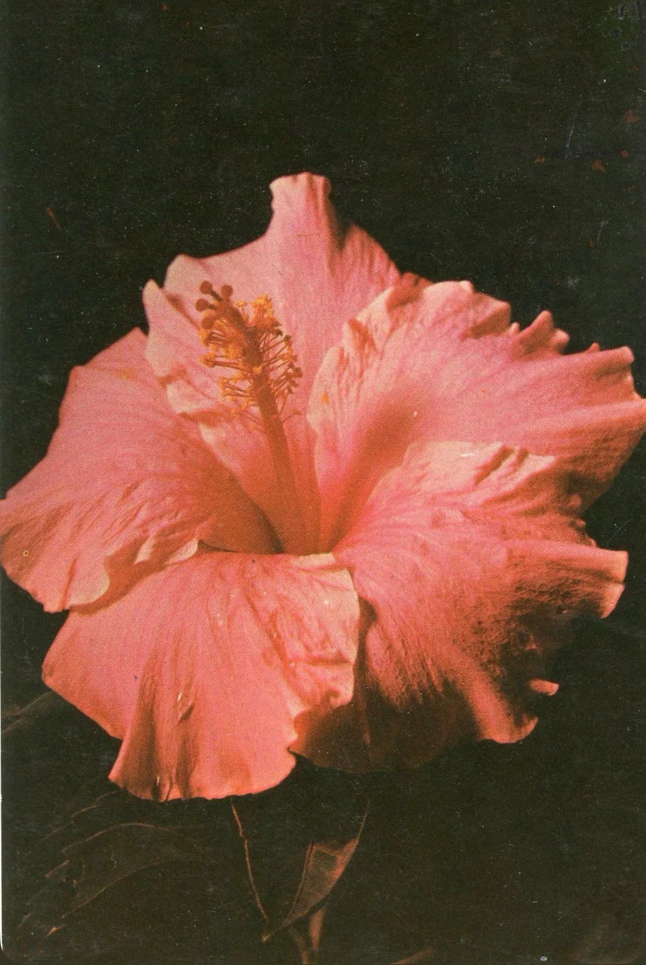 Balinese hibiscus flower